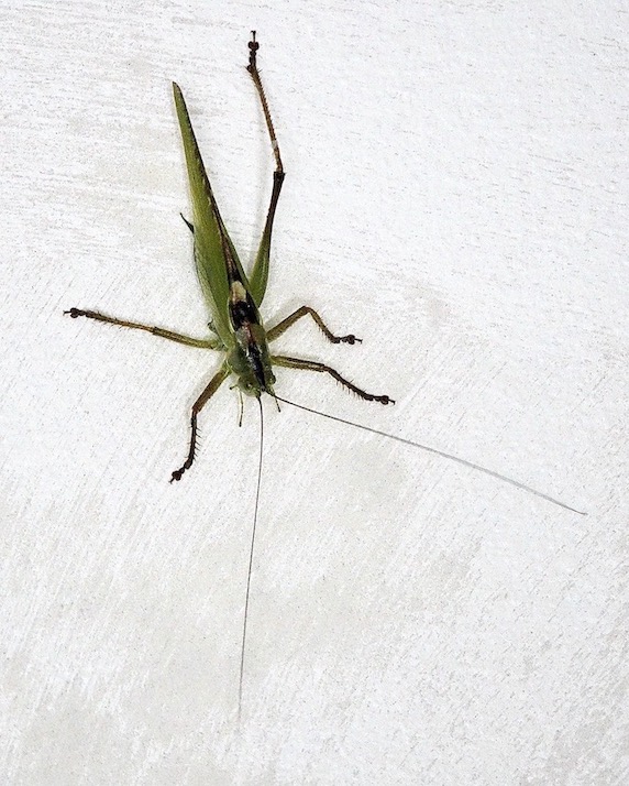 cricket